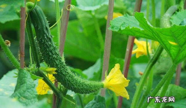 体内有湿热吃什么最好 体内湿热吃什么食物效果最好