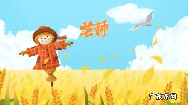 芒种减暑气的食物 芒种祛湿食物有哪些