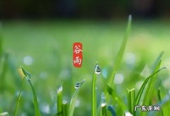 谷雨吃什么祛湿气 谷雨吃什么菜最祛湿