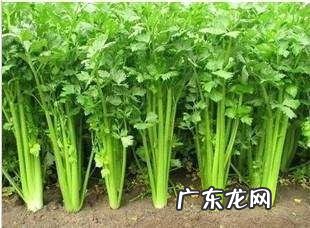 吃芹菜真的能降血压吗?芹菜怎样吃才最健康?