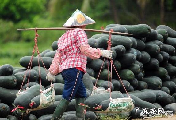 冬瓜清热减肥,坚持吃半个月能瘦多少斤