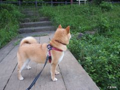 最近有个网络词汇叫做“躺平”，大家说说你想“躺平”吗