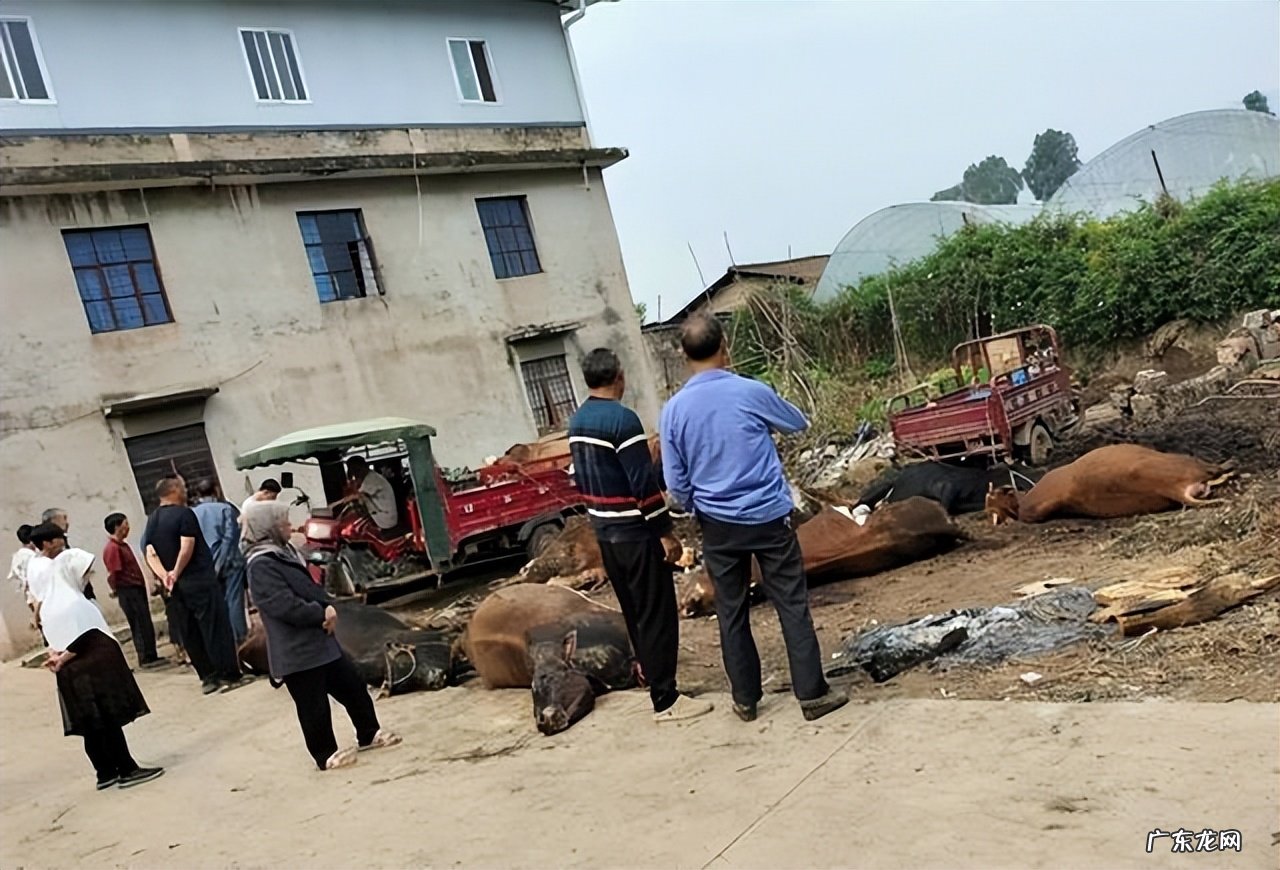 女孩嘴含夹竹桃拍照中毒送医，毒性如此强，为何城市里随处可见？