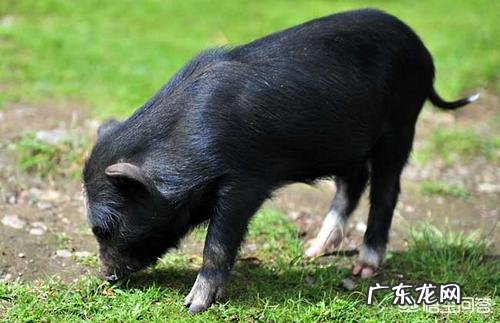 杜太母猪的优缺点有哪些?