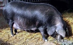 杜太母猪的优缺点有哪些？