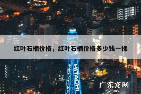 红叶石楠价格,红叶石楠价格多少钱一棵