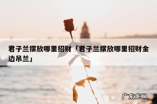 君子兰摆放哪里招财「君子兰摆放哪里招财金边吊兰」