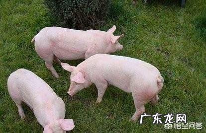 维生素C对猪的好处您知道吗?