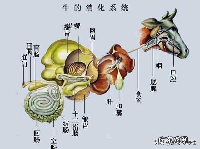 减肥就是少吃多动,可为何坚持很久还是胖?