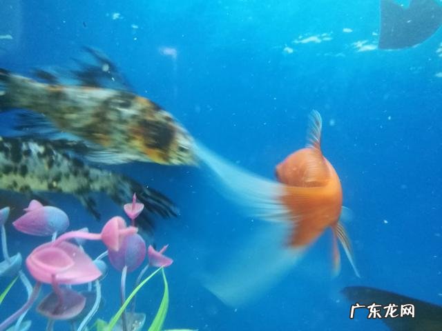 鱼缸中放什么能长期保持自行代谢净化?