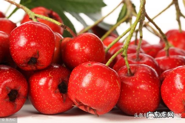 炒熟的薏米和什么搭配泡水喝