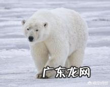 李小龙的死亡跟训练有关吗?