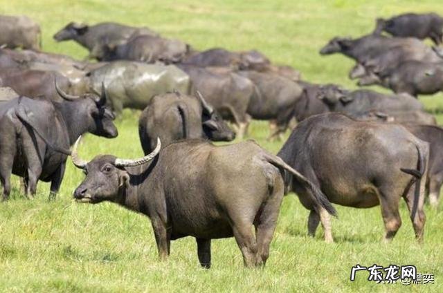 印度人把牛供为神,但为何印度又成为了全球最大的牛肉出口国?