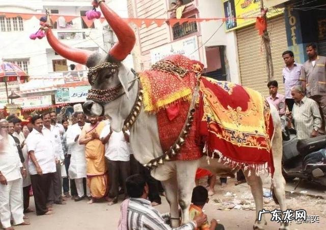 印度人把牛供为神,但为何印度又成为了全球最大的牛肉出口国?