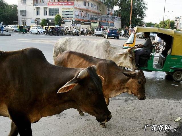 印度人把牛供为神,但为何印度又成为了全球最大的牛肉出口国?