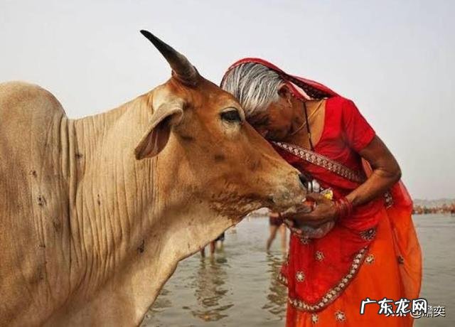 印度人把牛供为神,但为何印度又成为了全球最大的牛肉出口国?
