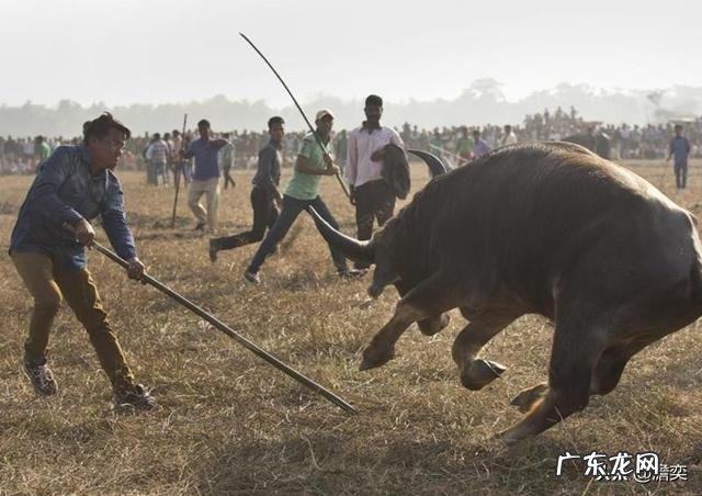 印度人把牛供为神,但为何印度又成为了全球最大的牛肉出口国?