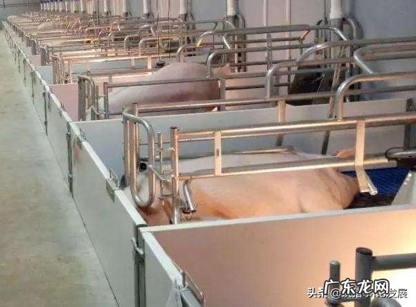 盐酸林可霉素出生三天仔猪打多少?