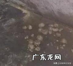 盐酸林可霉素出生三天仔猪打多少?