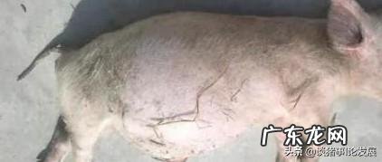 盐酸林可霉素出生三天仔猪打多少?