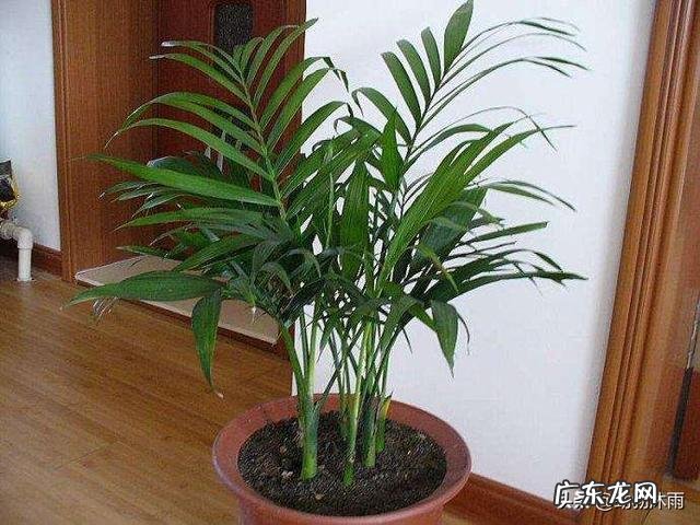 水培富贵竹叶子干涩卷卷了,怎么办?