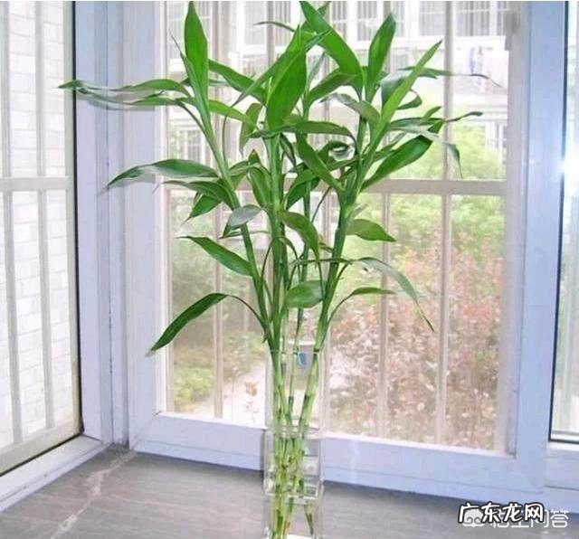 水培富贵竹叶子干涩卷卷了,怎么办?