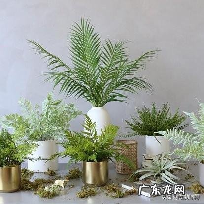 水培富贵竹叶子干涩卷卷了，怎么办？