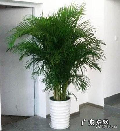 水培富贵竹叶子干涩卷卷了,怎么办?