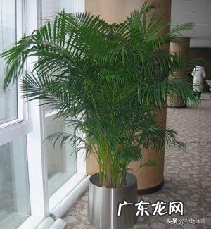 水培富贵竹叶子干涩卷卷了,怎么办?