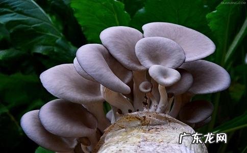 经常喝凤菇豆腐汤能瘦身吗