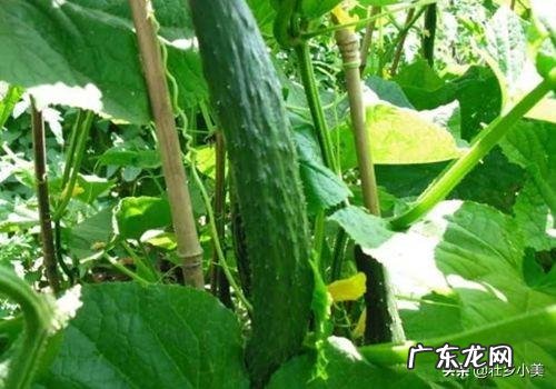 农村里种植黄瓜，农民说一瓶牛奶让黄瓜产量翻倍，应该怎么使用