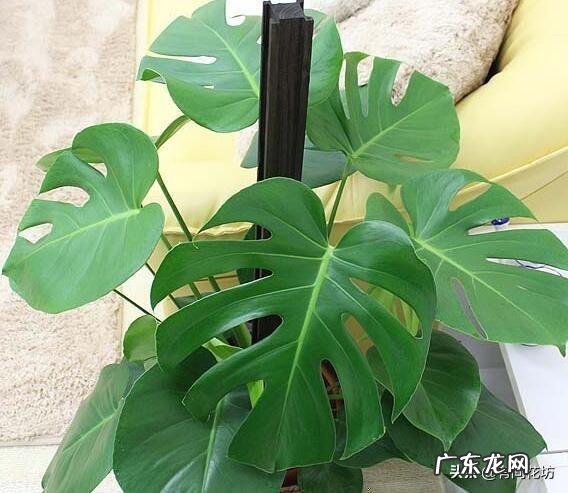 龟背竹新叶干叶是怎么回事？