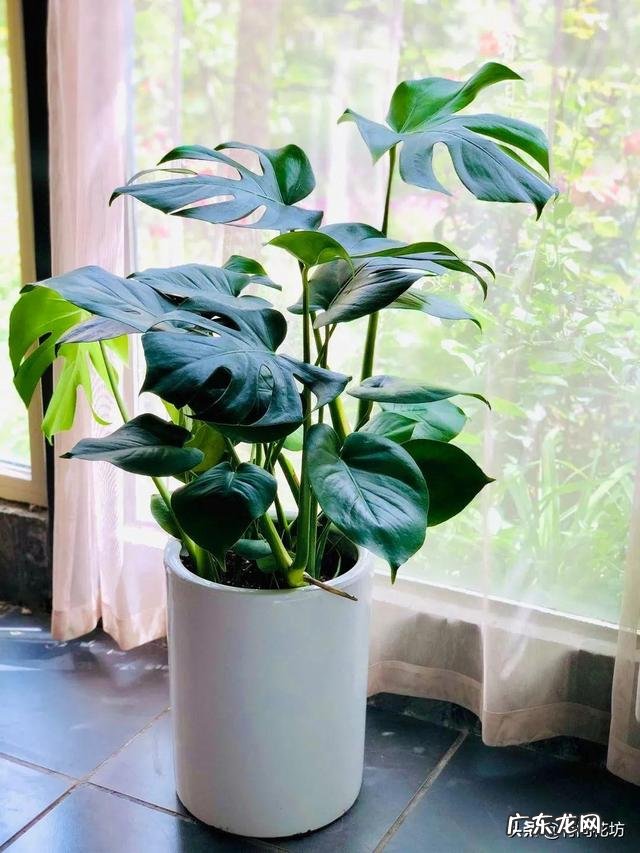 龟背竹新叶干叶是怎么回事？