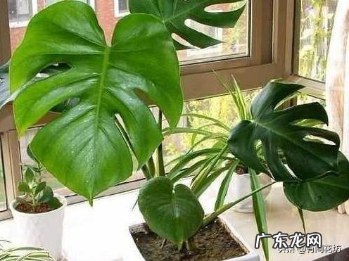 龟背竹新叶干叶是怎么回事？