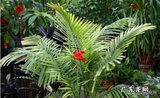 龟背竹新叶干叶是怎么回事?