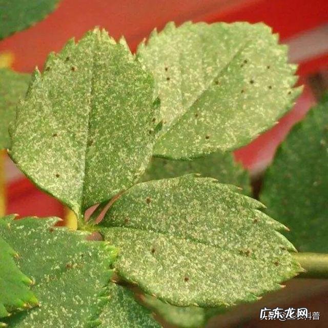 有没有杀灭红蜘蛛的特效药