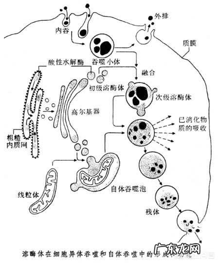 55岁以后,都要预防哪些疾病,身体才能更健康?