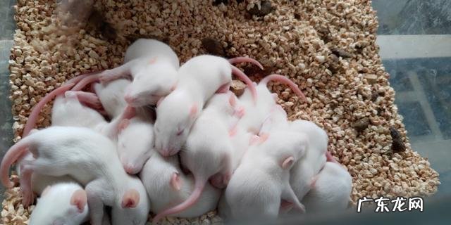 构建重组质粒时,只能用同一种限制酶切割目的基因和载体吗?