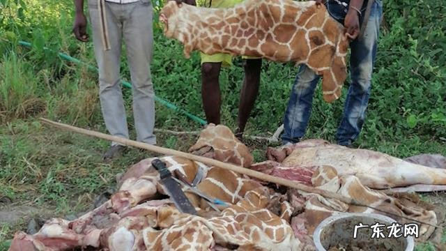 长颈鹿正在消失,未来人们还能在动物园看到长颈鹿吗?