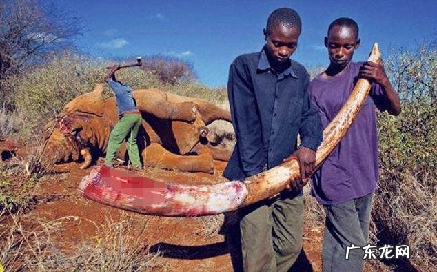 长颈鹿正在消失,未来人们还能在动物园看到长颈鹿吗?