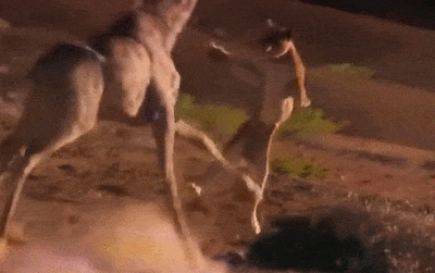 长颈鹿正在消失,未来人们还能在动物园看到长颈鹿吗?