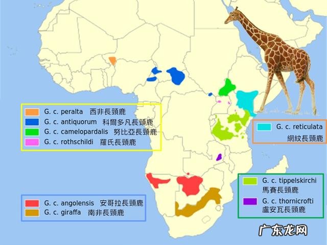 长颈鹿正在消失,未来人们还能在动物园看到长颈鹿吗?