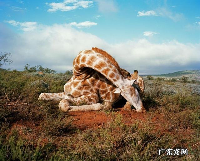 长颈鹿正在消失,未来人们还能在动物园看到长颈鹿吗?