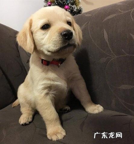 两个月的拉布拉多瘦的皮包骨了，喂什么都不吃怎么办？