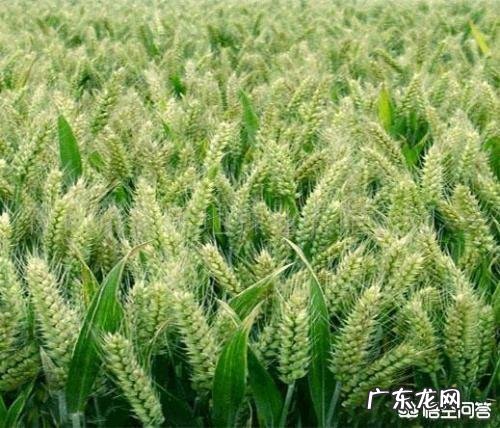 小麦自留种好还是去买新种子