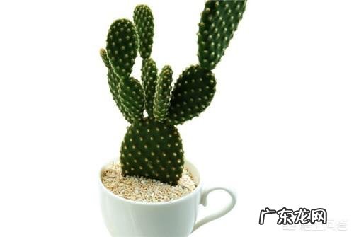 现在非常流行北欧风，有没有朋友知道北欧风的植物有哪些？