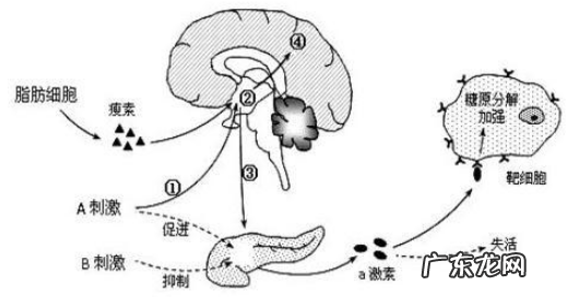 男人瘦肚子最有效的方法!