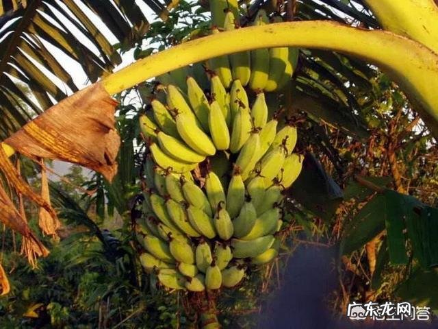 每天早晚两根香蕉,坚持一个月会有什么变化