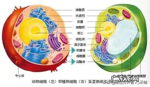 病毒存在的zhongji 目标是什么?