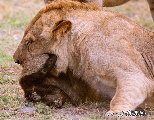 狮子那么威武,为什么大多时候还是打不过老虎?
